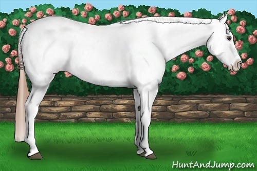 Horse Color: Chestnut Tobiano Blanket 
