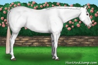 Horse Color:Chestnut Tobiano Appaloosa 