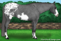 Horse Color:Black Frame Appaloosa