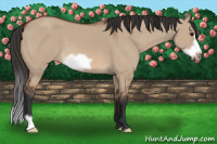 Horse Color:Bay Dun Frame 