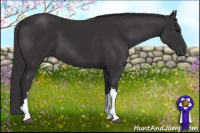 Horse Color:Smoky Black 