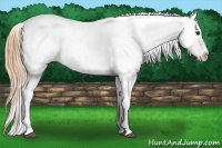 Horse Color:Chestnut Appaloosa 