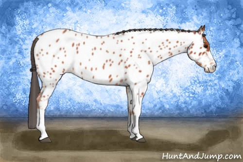 Horse Color: Brown Roan Near Leopard 