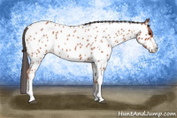 Horse Color:Brown Roan Appaloosa