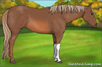 Horse Color:Liver Chestnut 