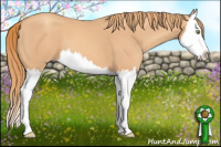 Horse Color:Gold Champagne Splash 
