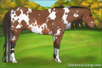 Horse Color:White Spotted Bay 