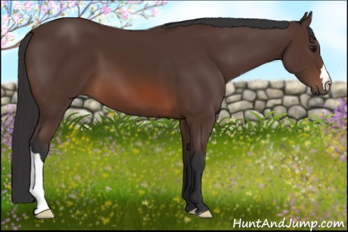 Horse Color: Brown 