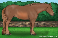 Horse Color:Chestnut Sabino 