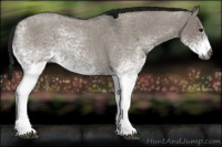 Horse Color:Gray White Spotted Grullo Roan