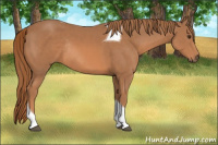 Horse Color:Chestnut Tobiano Rabicano