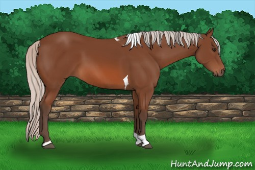 Horse Color: Silver Bay Sabino Tobiano Rabicano 