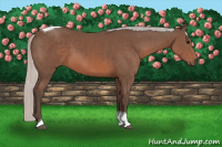 Horse Color:Silver Black Sabino Tobiano