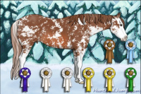 Horse Color:Liver Chestnut Sabino Splash