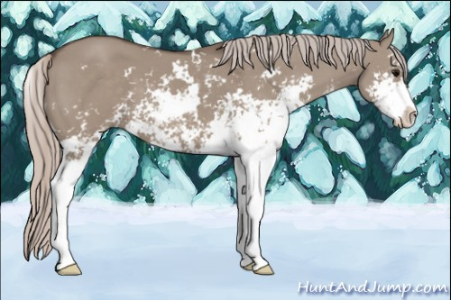 Horse Color: Silver Grullo Sabino 