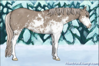 Horse Color:Silver Grullo Sabino 