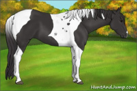 Horse Color:Smoky Black Tobiano 