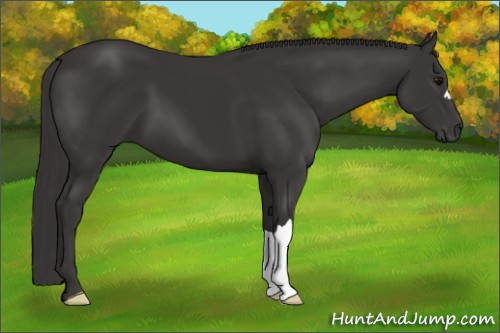 Horse Color: Smoky Black 