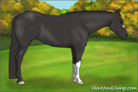 Horse Color:Smoky Black