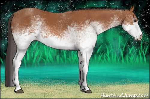 Horse Color: White Spotted Bay 