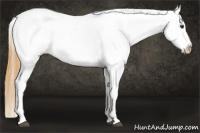 Horse Color:Buckskin Roan Dun Near Leopard 
