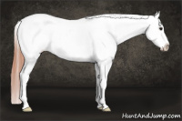 Horse Color:Sable Champagne Appaloosa