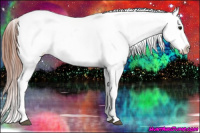 Horse Color:Brown Roan Appaloosa 