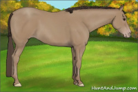 Horse Color:Classic Champagne Rabicano 