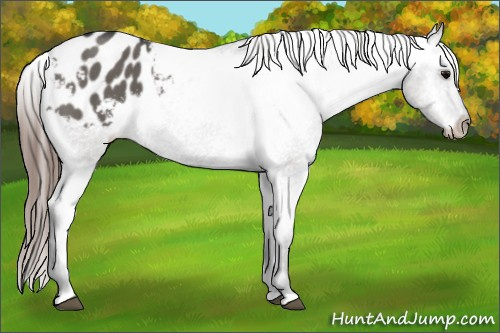 Horse Color: Unknown 
