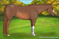 Horse Color:Liver Chestnut 