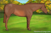 Horse Color:Liver Chestnut 