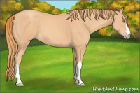 Horse Color:Gold Champagne 
