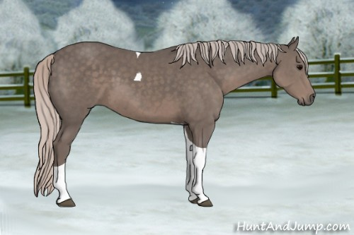 Horse Color: Silver Black Sabino Tobiano 
