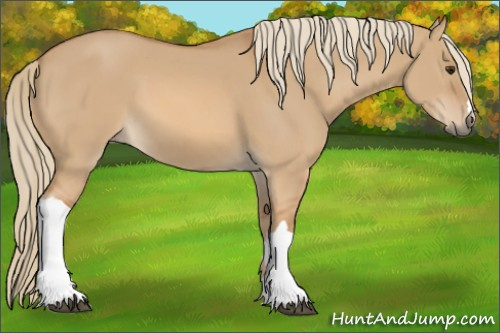 Horse Color: Red Dun 