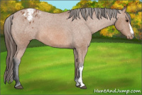 Horse Color:Unknown 