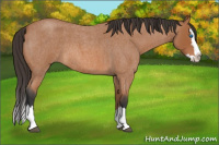 Horse Color:Bay Roan Splash