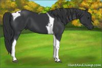 Horse Color:Black Tobiano 