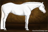 Horse Color:Chocolate Palomino Roan Splash Blanket Rabicano 