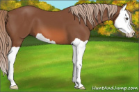 Horse Color:Liver Chestnut Splash 