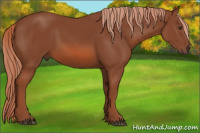 Horse Color:Liver Chestnut 