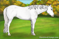 Horse Color:Silver Black Sabino Splash Rabicano 