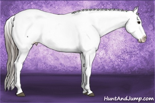 Horse Color: Black Snowcap 