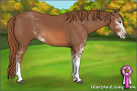 Horse Color:Chestnut Sabino