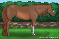 Horse Color:Liver Chestnut 