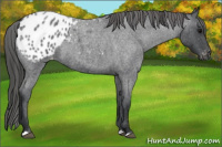 Horse Color:Blue Roan Appaloosa 