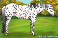 Horse Color:Brown Appaloosa 