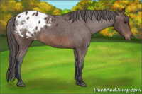 Horse Color:Brown Appaloosa 