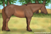 Horse Color:Liver Chestnut 