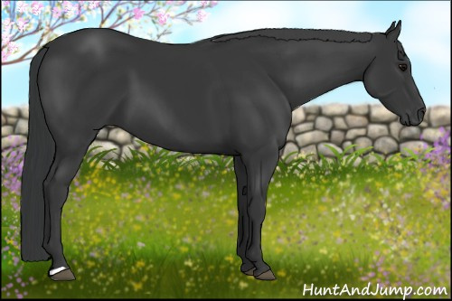 Horse Color: Black 