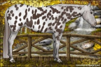 Horse Color:Liver Chestnut Appaloosa 